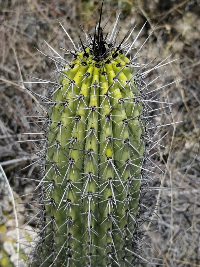 Stenocereus Thurberi