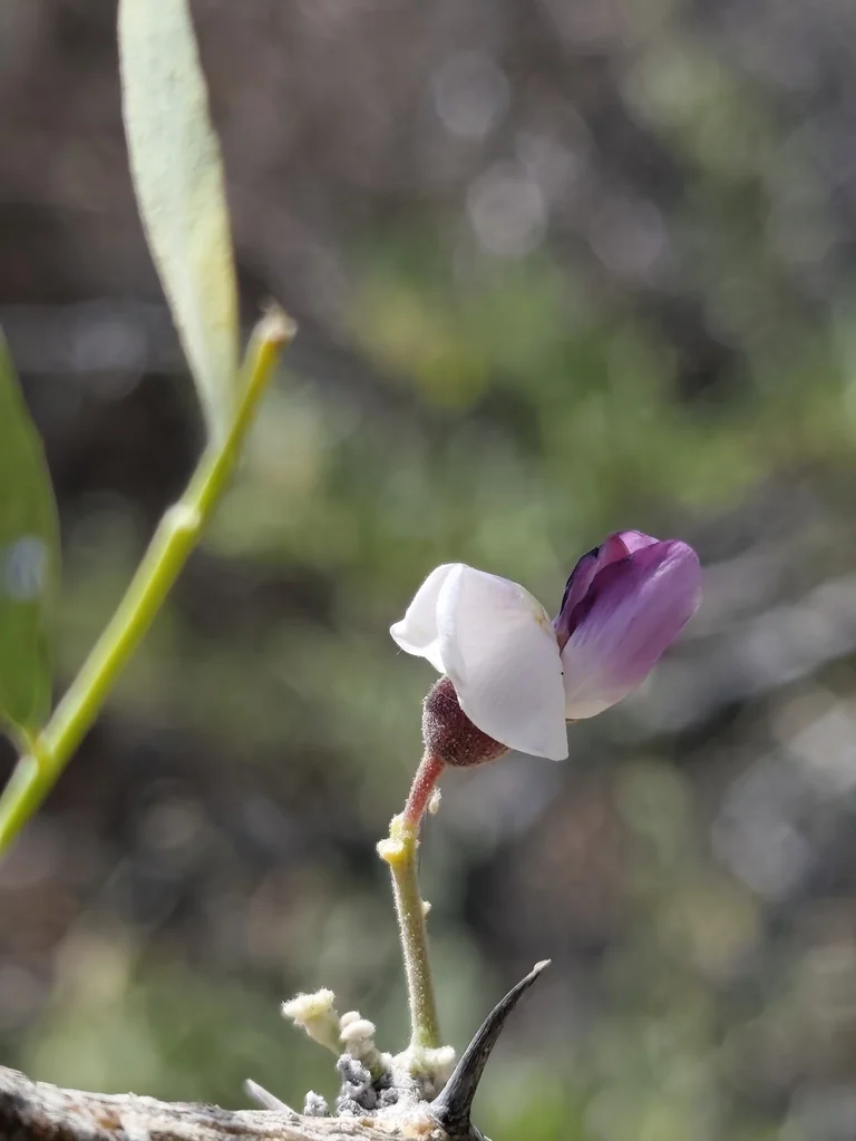 Olneya Tesota