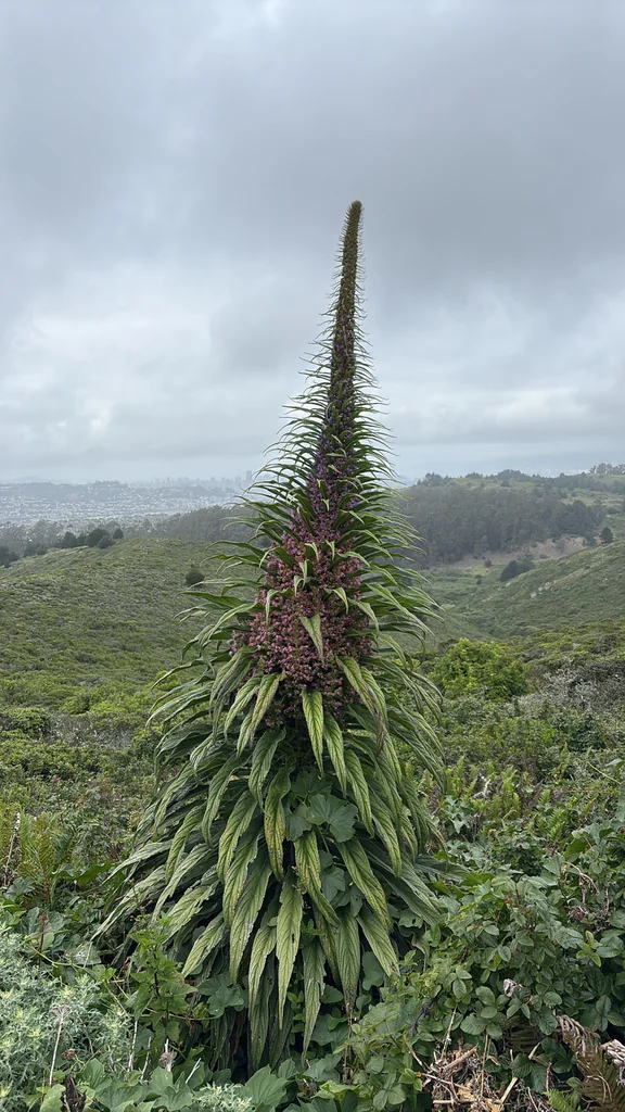 Echium Pininana