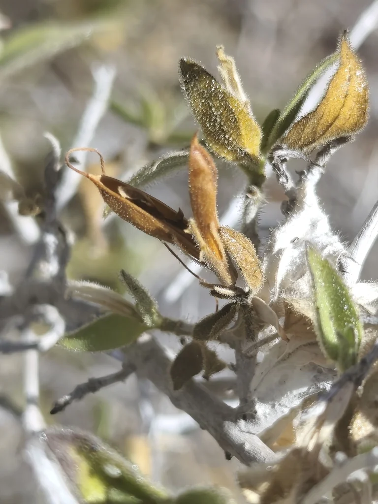 Ruellia Californica