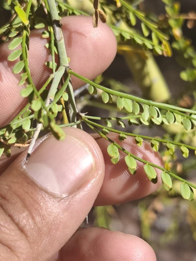 Parkinsonia Microphylla