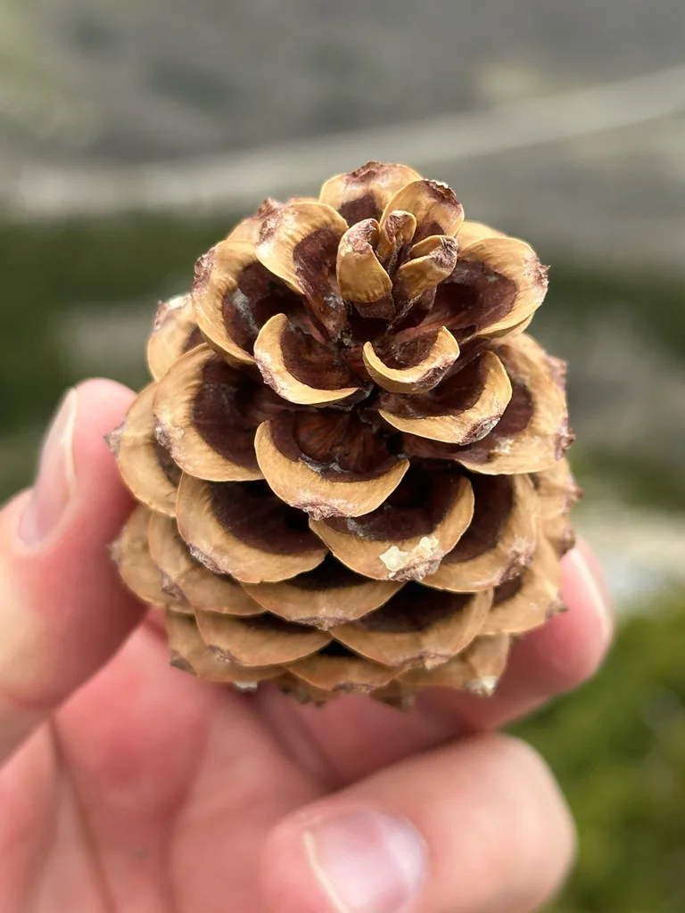 Pinus Flexilis