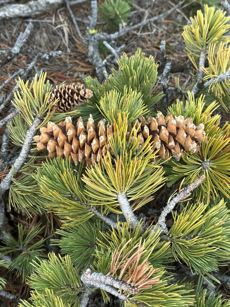 Pinus Flexilis