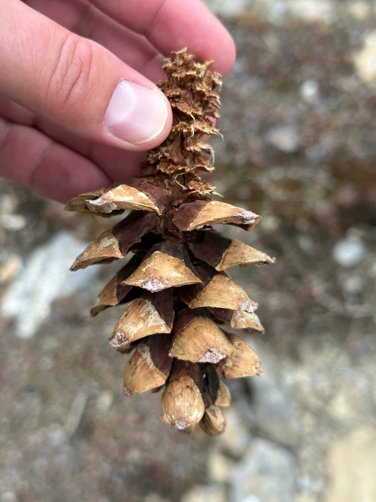 Pinus Flexilis