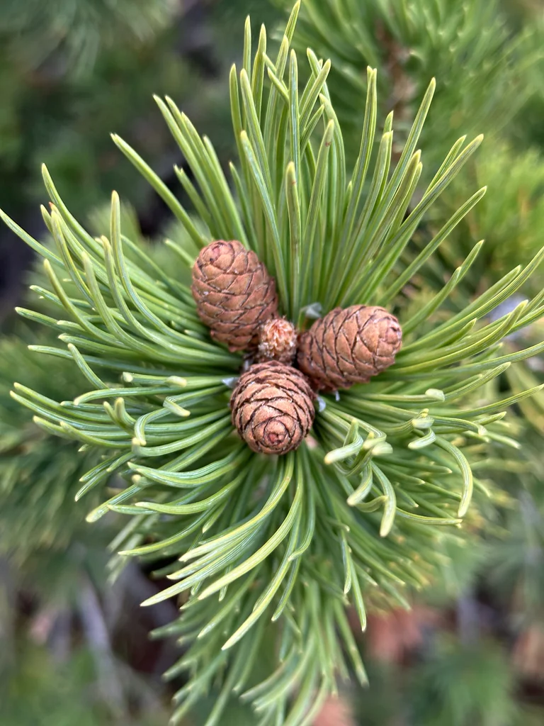 Pinus Flexilis