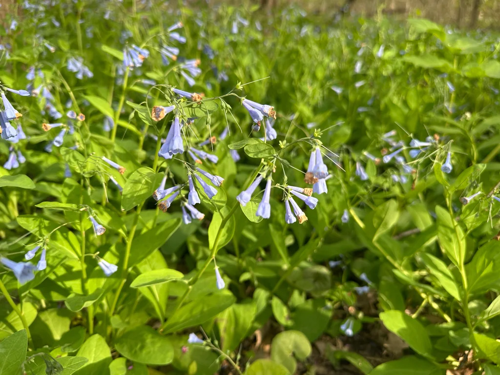 Mertensia Virginica