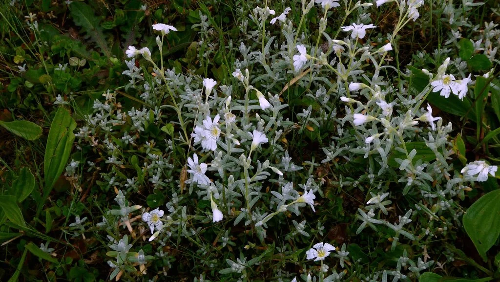 Cerastium tomentosum