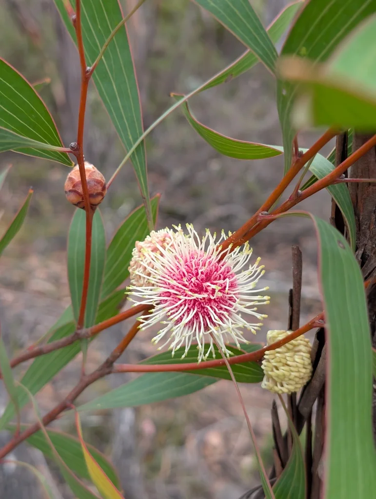 Hakea Laurina