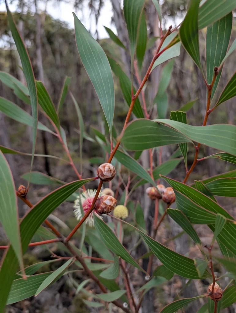 Hakea Laurina