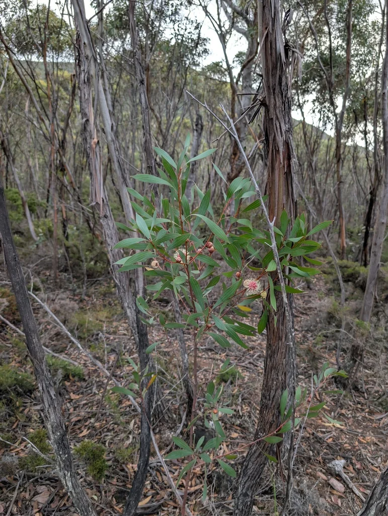 Hakea Laurina