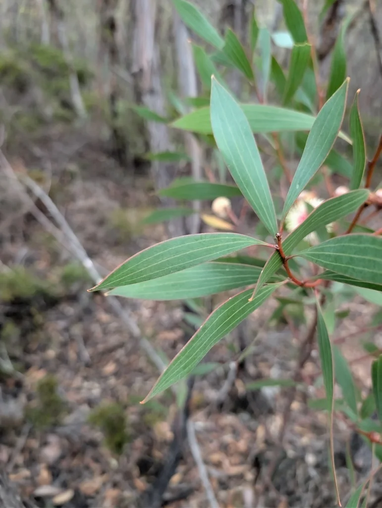 Hakea Laurina