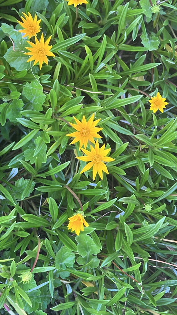 Gazania Rigens