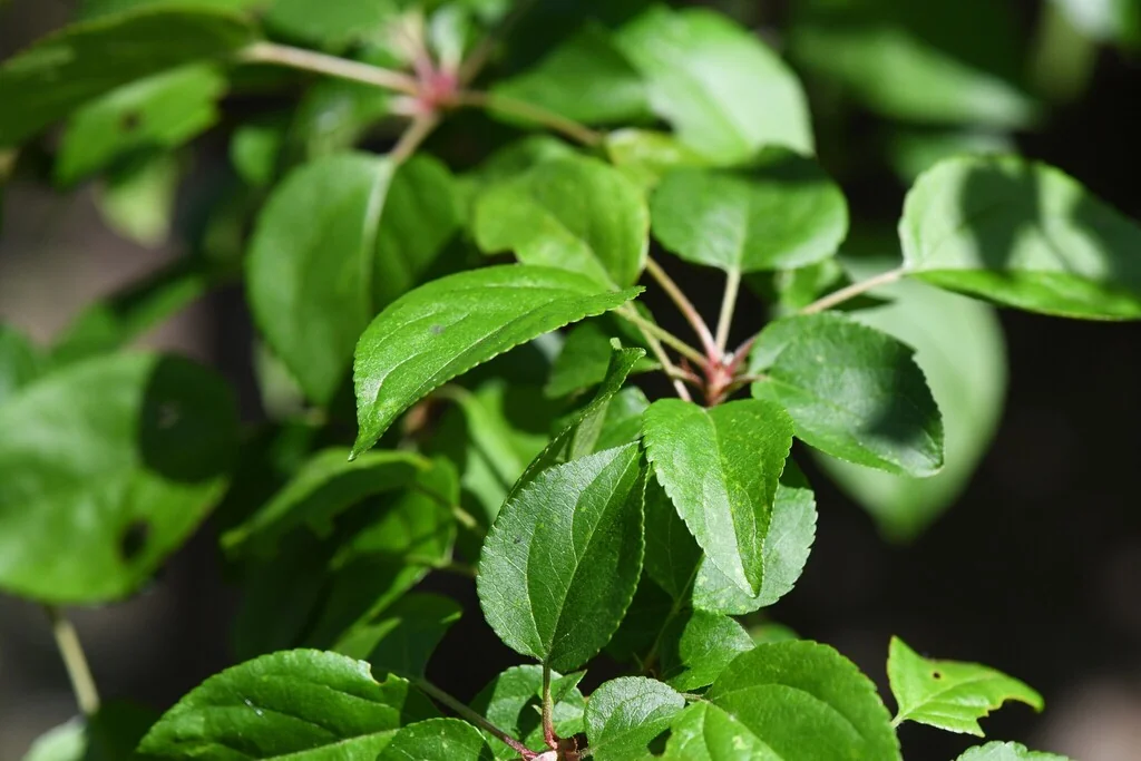 Malus Sylvestris