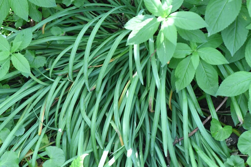 Galanthus Nivalis