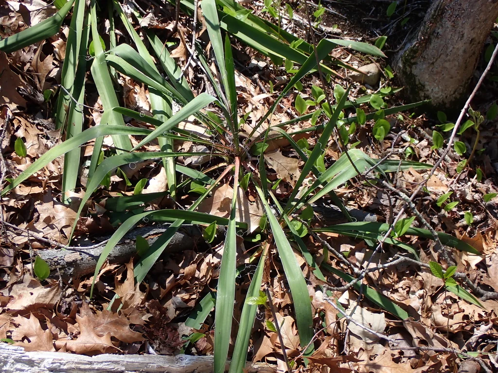 Yucca Filamentosa
