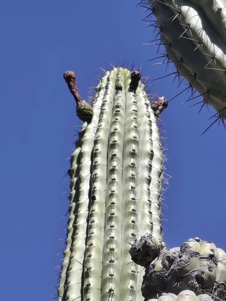 Stenocereus Thurberi