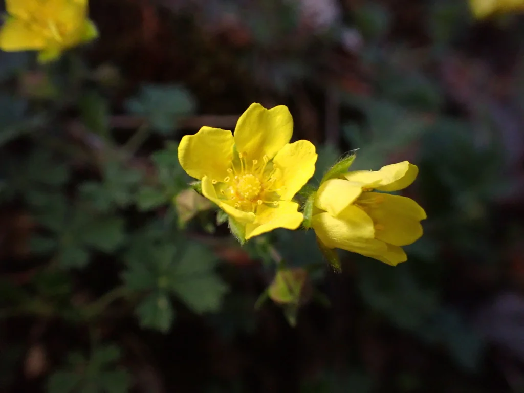 Potentilla Neumanniana
