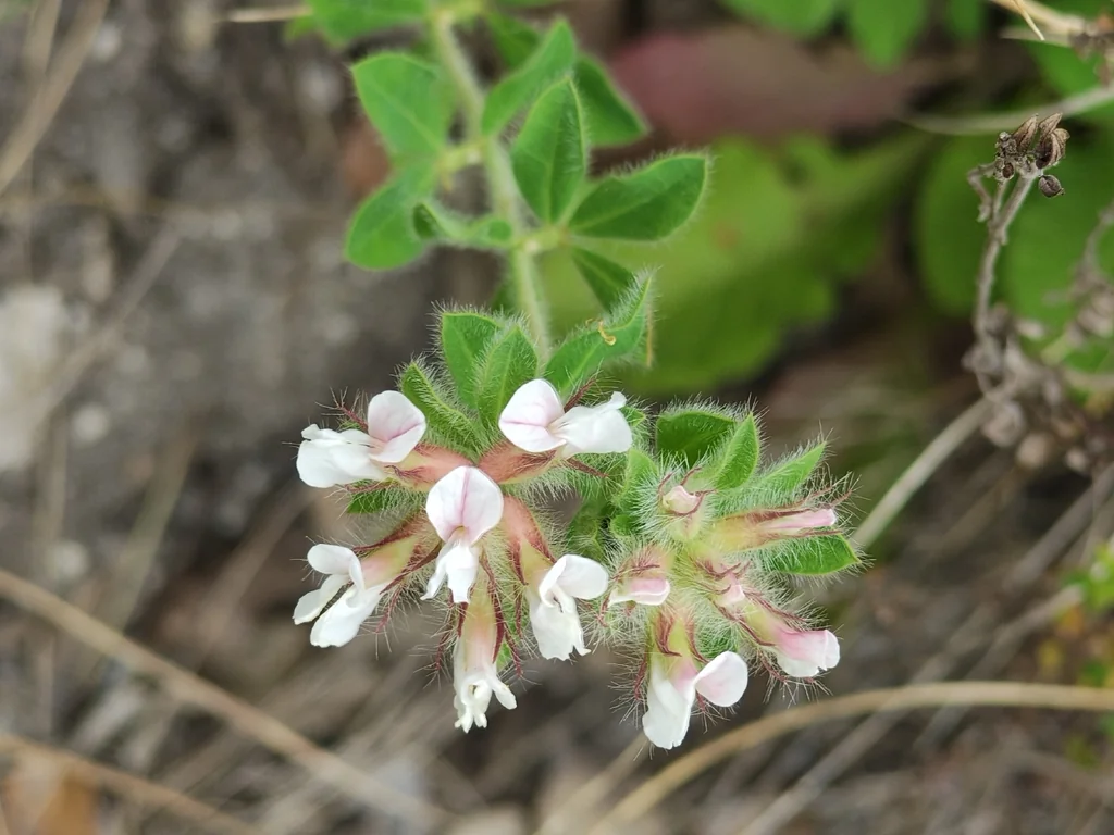 Dorycnium Hirsutum