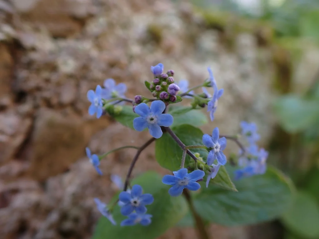 Brunnera macrophylla