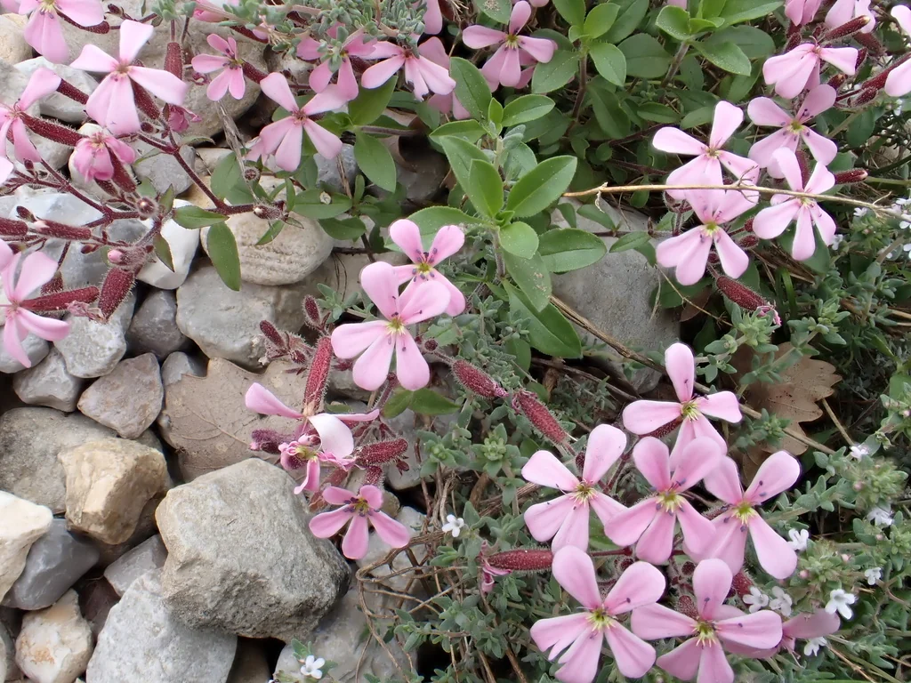 Saponaria Ocymoides