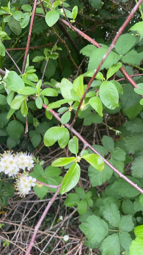Prunus Emarginata