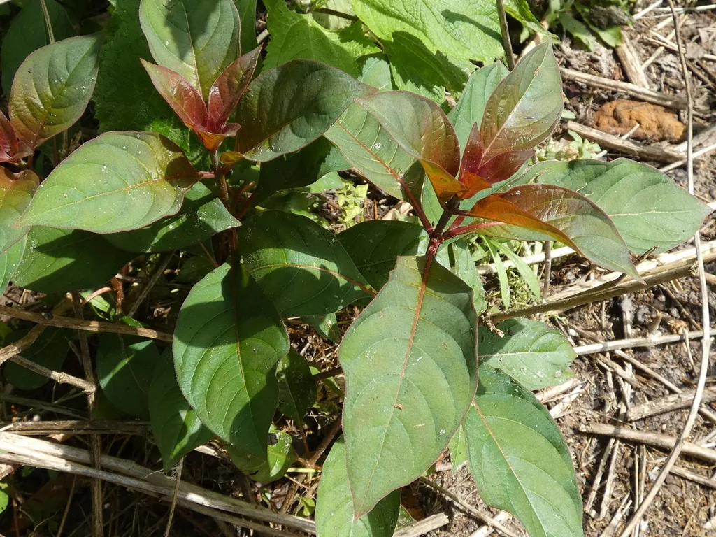 Hamelia patens
