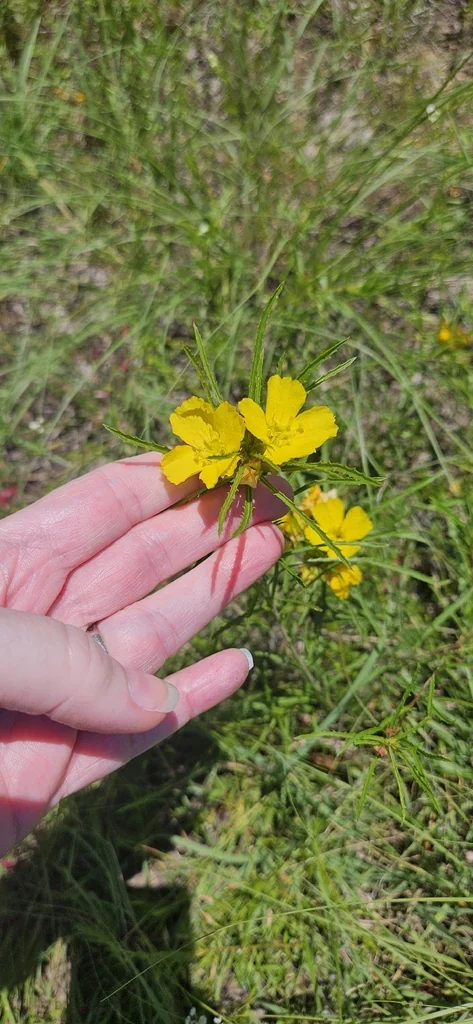 Calylophus Berlandieri