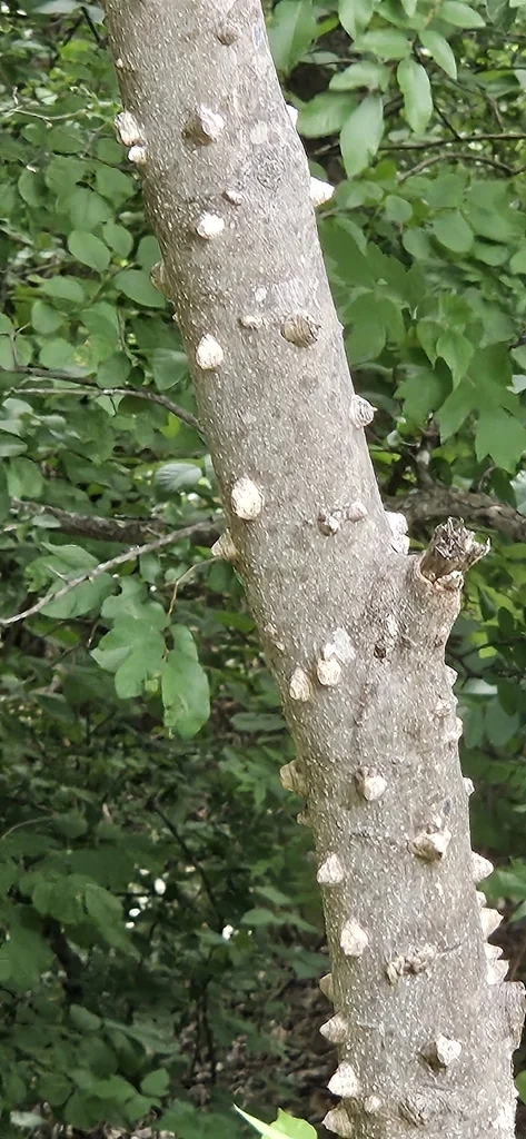 Zanthoxylum Clava-Herculis