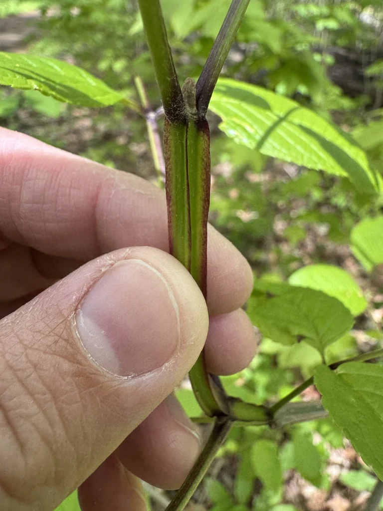 Fraxinus Quadrangulata