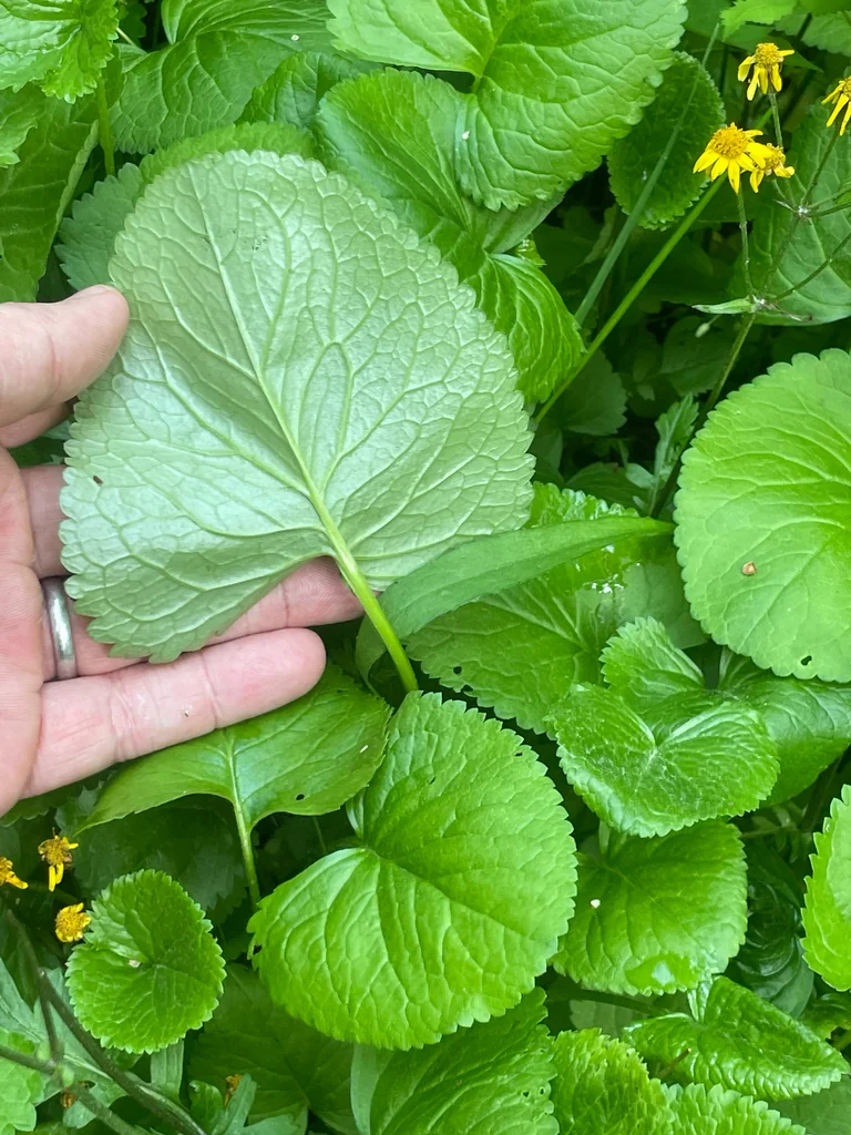 Senecio Aureus