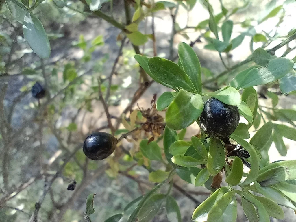 Jasminum Humile