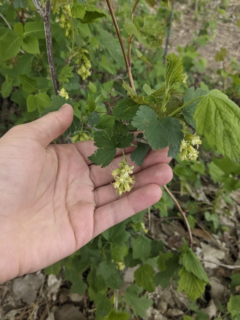 Ribes Americanum