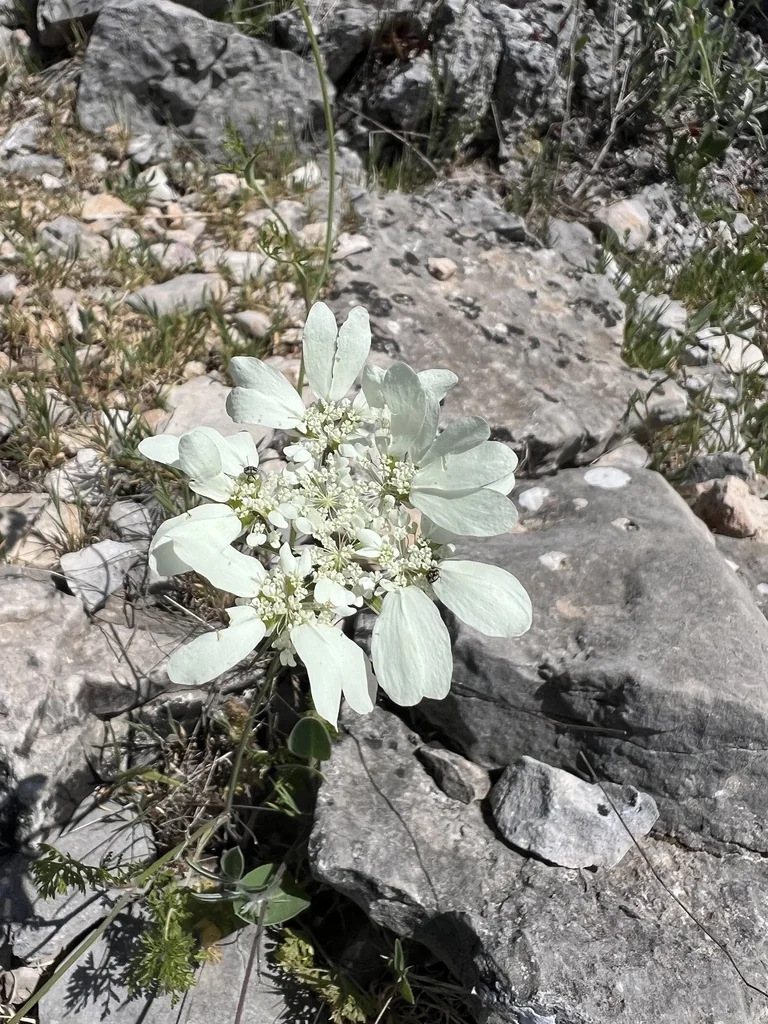 Orlaya Grandiflora
