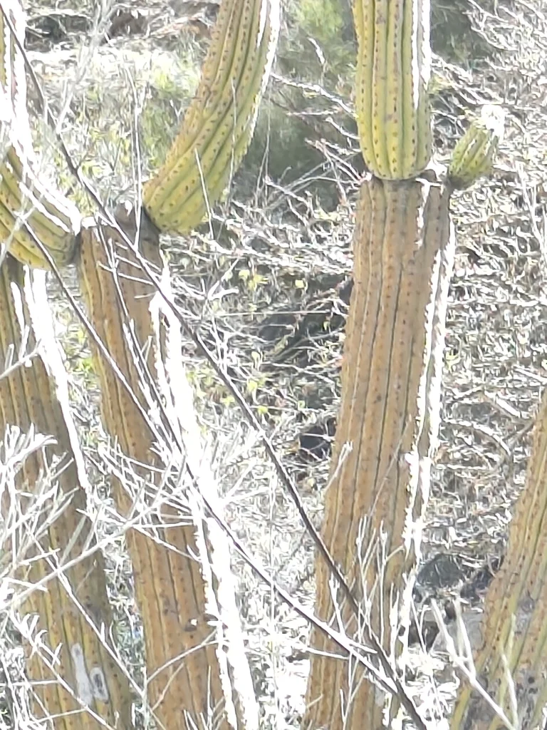 Stenocereus Thurberi
