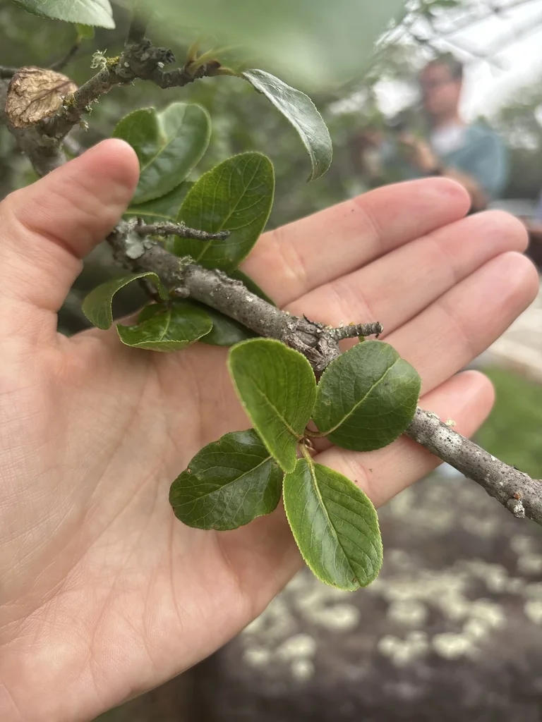 Viburnum rufidulum