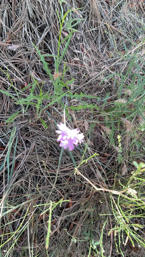 Dichelostemma Capitatum