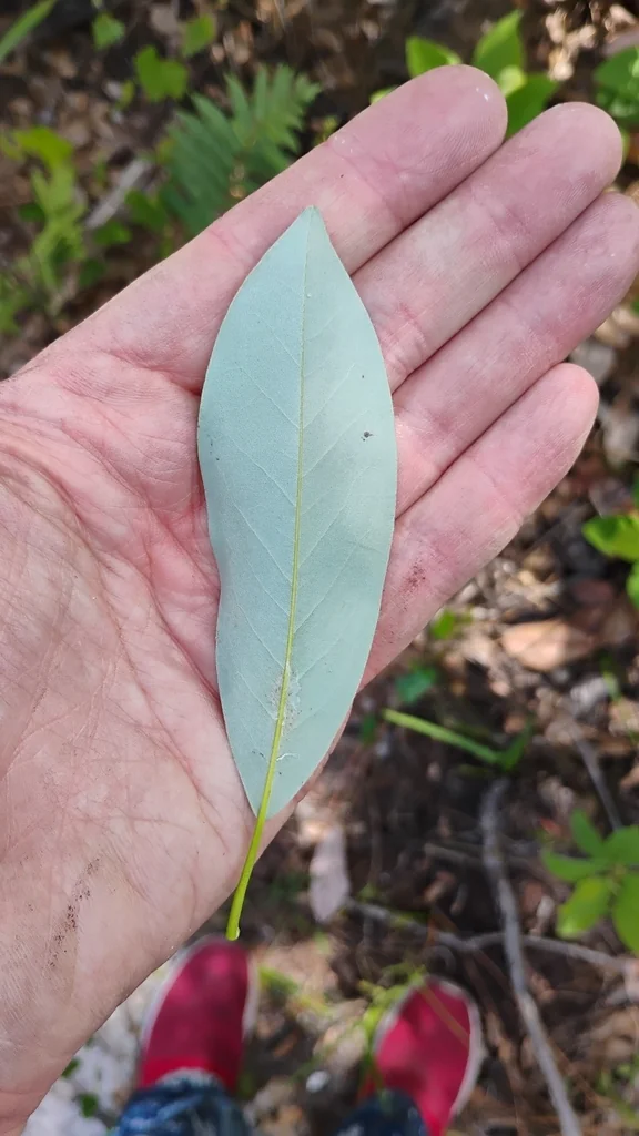 Magnolia Virginiana