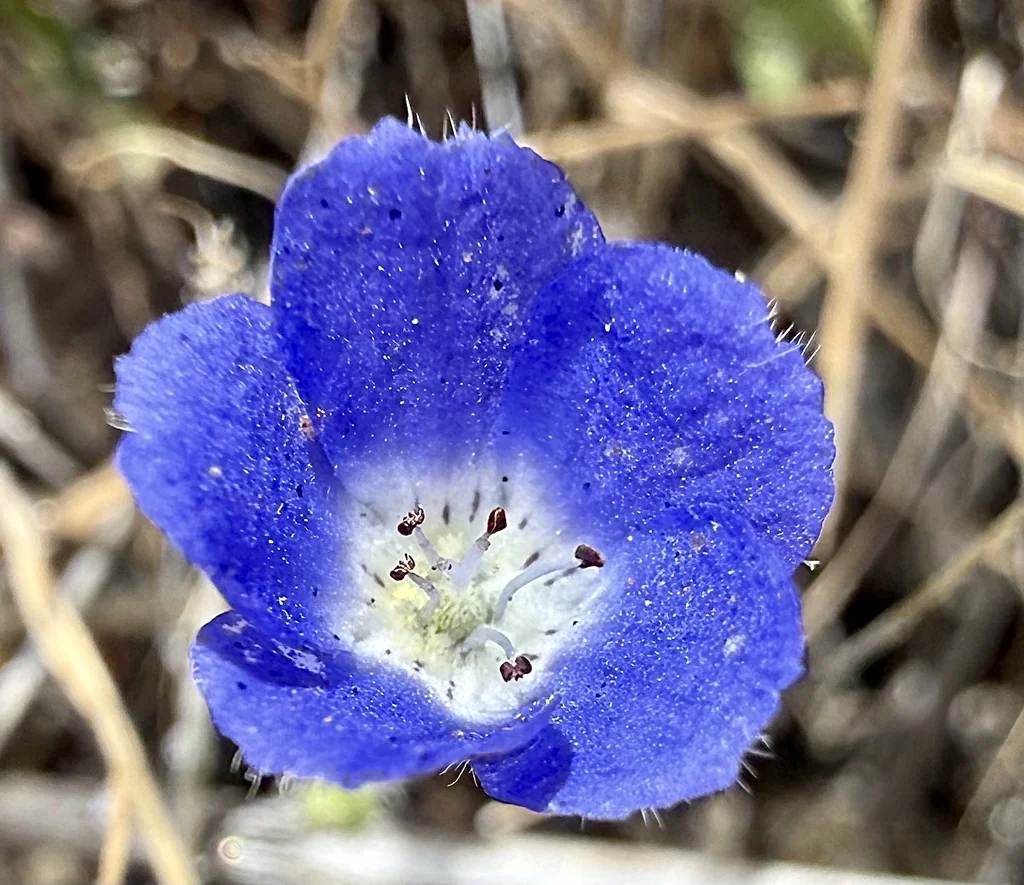 Nemophila Menziesii