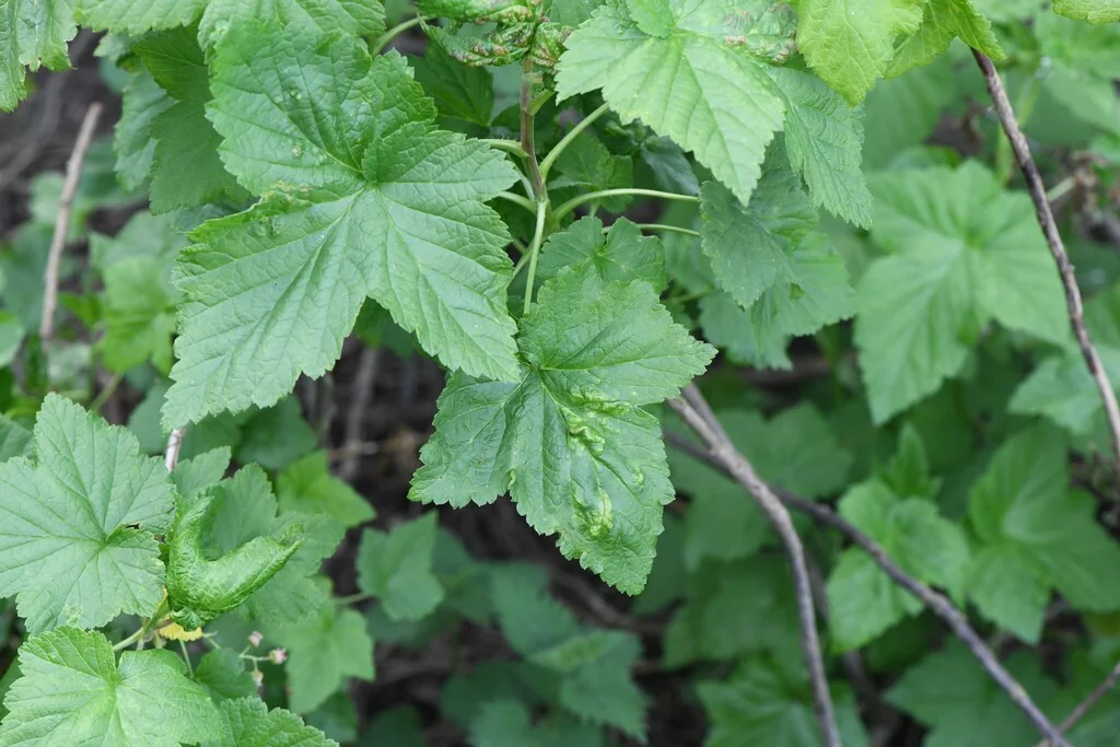 Ribes Rubrum