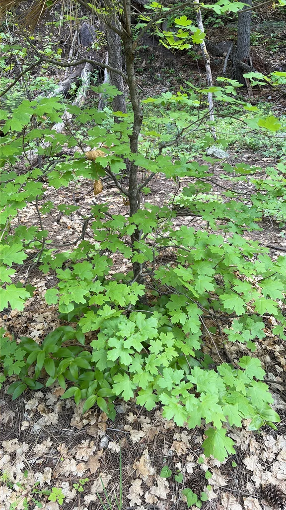 Acer Grandidentatum
