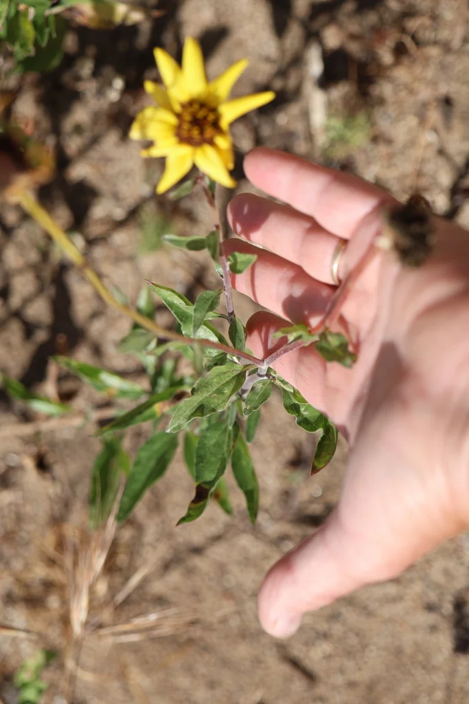 Encelia californica
