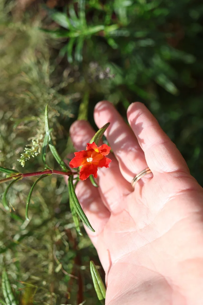 Mimulus Puniceus