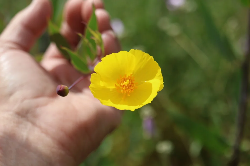 Dendromecon Rigida