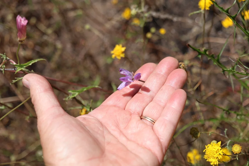 Dichelostemma Capitatum