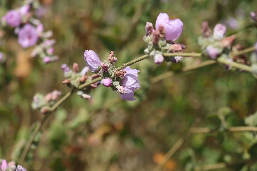 Malacothamnus Fasciculatus