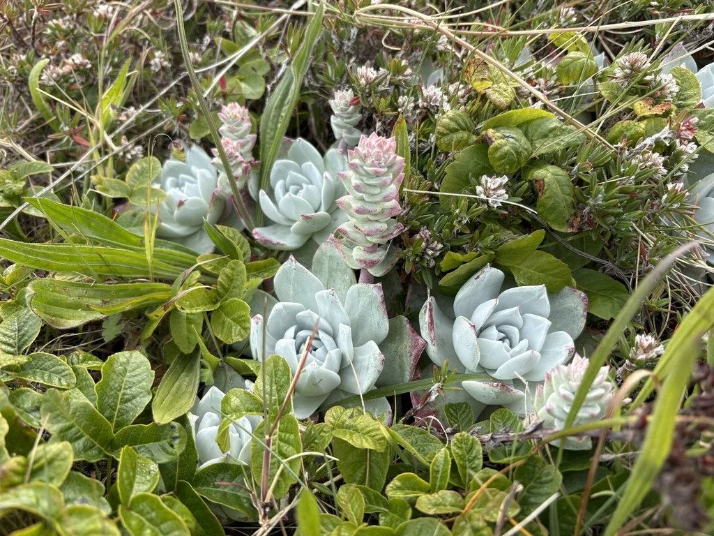 Dudleya Farinosa