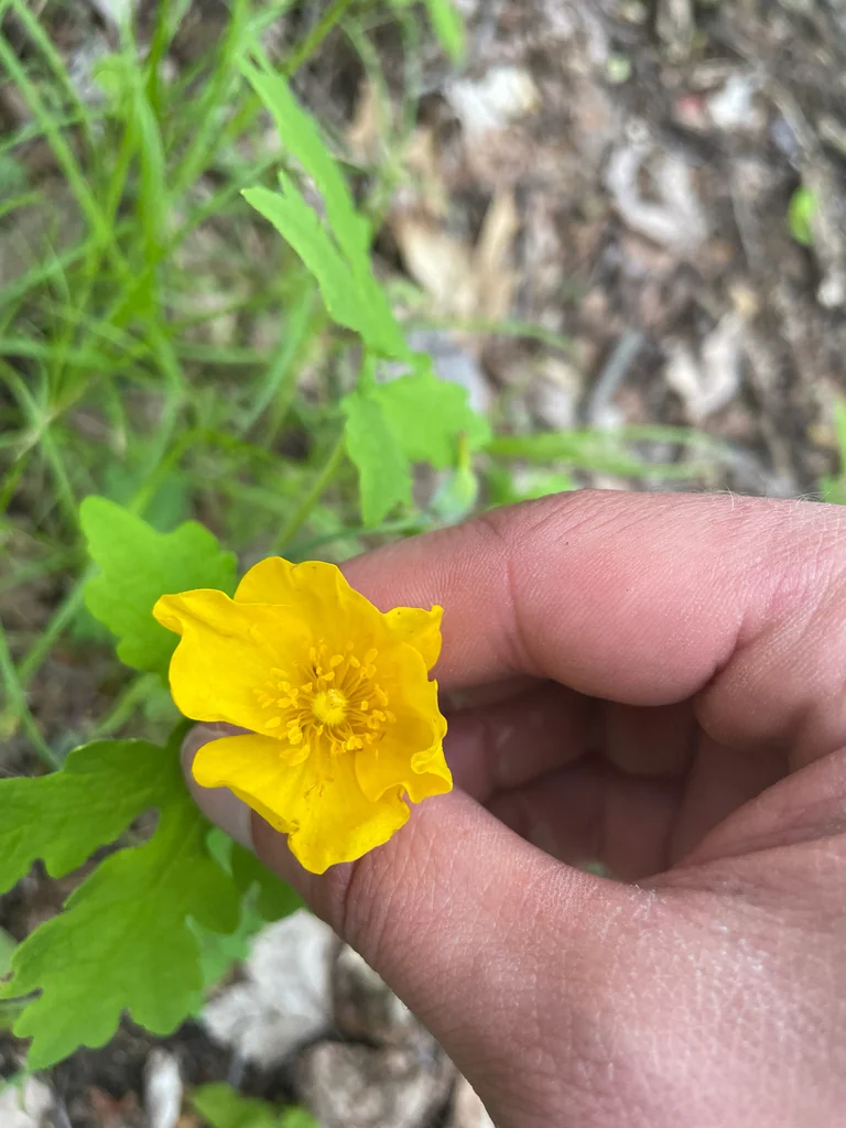 Stylophorum Diphyllum
