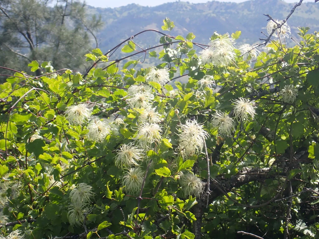 Clematis Lasiantha