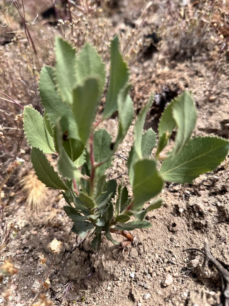 Arctostaphylos Glauca