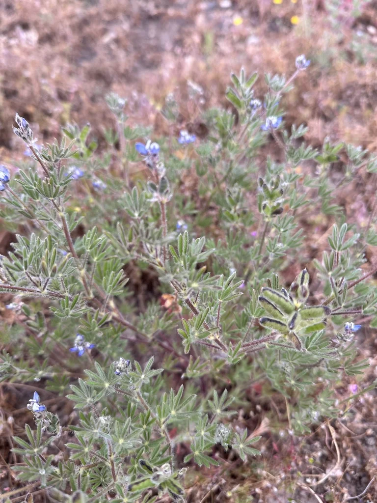 Lupinus Bicolor
